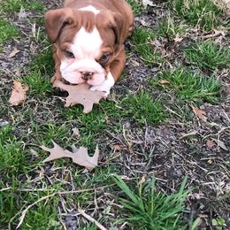 English Bulldog Puppies from TxBully Brigade