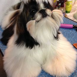 Fantasy's Funny Girl - Shih Tzu