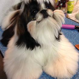 Fantasy's Funny Girl - Shih Tzu