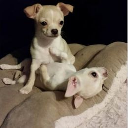 Chihuahua Puppies from True Shot Chihuahuas