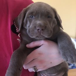 Labrador Retriever Puppies from KMC Gun Dogs