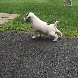 Jack Russell Terrier Puppies from Huckle Hill Jack Russell Terriers