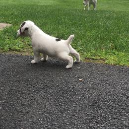 Jack Russell Terrier Puppies from Huckle Hill Jack Russell Terriers