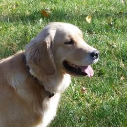 Delilah - Golden Retriever