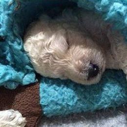 Standard Poodle and Miniature Poodle Puppies from Noriko Poodles