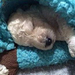 Standard Poodle and Miniature Poodle Puppies from Noriko Poodles
