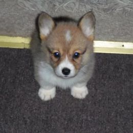 Pembroke Welsh Corgi Puppies from Nistler's Farm Corgis