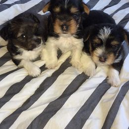 Yorkshire Terrier Puppies from Hocking’s Precious Yorkies