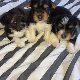 Yorkshire Terrier Puppies from Hocking’s Precious Yorkies