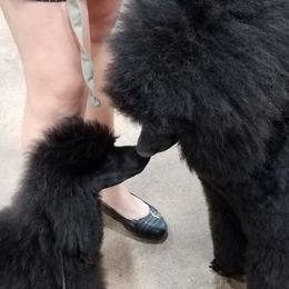 Standard Poodle Puppies from D and D Standard Poodles