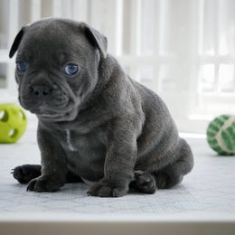 French Bulldog Puppies from French Pup