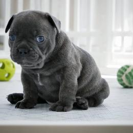 French Bulldog Puppies from French Pup