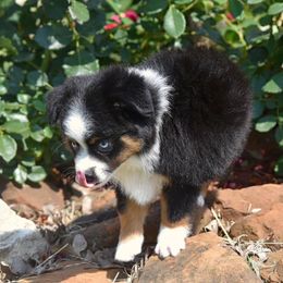 Toy Australian Shepherd Puppies from Double M Toy and Mini Aussies