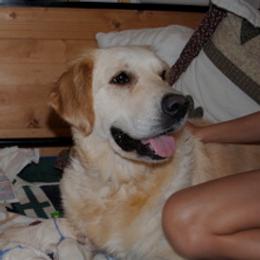 Golden Retriever adult dog
