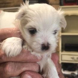 Maltese Puppies from Jacobmaltese