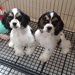 Cocker Spaniel Puppies from Cocoa's Cockers