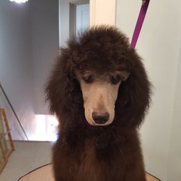 "Silver boy Lou" Poodle Puppies from Pink Begonia Poodles