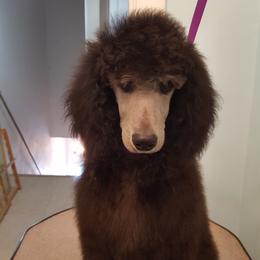 "Silver boy Lou" Poodle Puppies from Pink Begonia Poodles