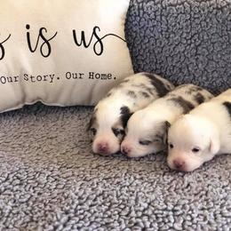 French Bulldog and Pembroke Welsh Corgi Puppies from Laurel Canyon Kennels