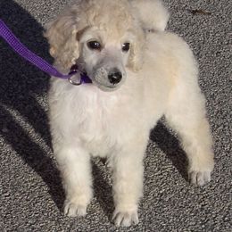 Poodle Puppies from DancingCloud Kennels