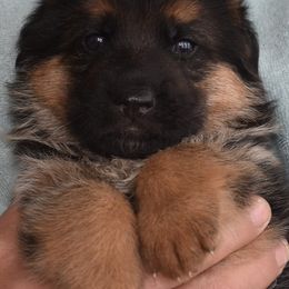 German Shepherd Puppies from Vom Dortmunder German Shepherds