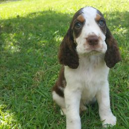 Dogue de Bordeaux and English Springer Spaniel Puppies from Wildwood