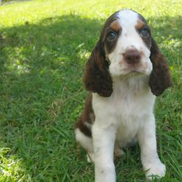 Dogue de Bordeaux and English Springer Spaniel Puppies from Wildwood