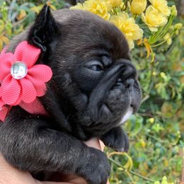 French Bulldog Puppies from Dior Dogs