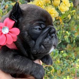 French Bulldog Puppies from Dior Dogs