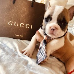 French Bulldog Puppies from Bouledogue Royal