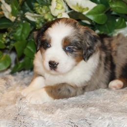 Miniature American Shepherd, Miniature Australian Shepherd, and Toy Australian Shepherd Puppies from MercyMe Miniature American Shepherds