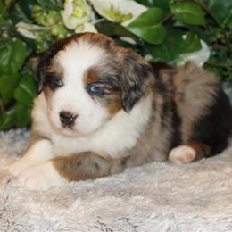 Miniature American Shepherd, Miniature Australian Shepherd, and Toy Australian Shepherd Puppies from MercyMe Miniature American Shepherds
