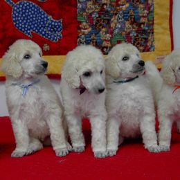 Poodle Puppies from DancingCloud Kennels