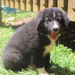 Australian Shepherd Puppies from Moss Cross Creek Aussie’s