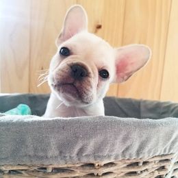 French Bulldog Puppies from Toley's French Bulldogs