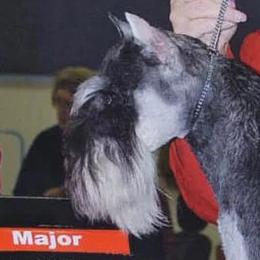 Ezekiel - Miniature Schnauzer