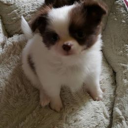 Chihuahua Puppies from BG's Chihuahua