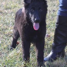German Shepherd Puppies from Austin’s German Shepherd’s