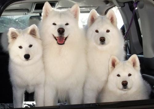 White Spirit Samoyeds In California Samoyed Puppies Good Dog   DF1T398JEaQfvJ614acms59G 