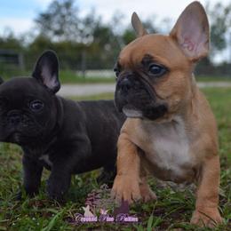 French Bulldog Puppies from Crooked Pine French Bulldogs