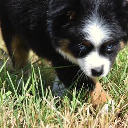 Toy Australian Shepherd Puppies from Double M Toy and Mini Aussies