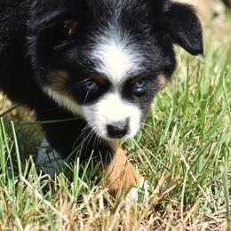 Toy Australian Shepherd Puppies from Double M Toy and Mini Aussies