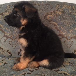 German Shepherd Puppies from Four Leaf Farm- Vom Vierblättriges Bauernhof