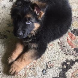German Shepherd Puppies from Four Leaf Farm- Vom Vierblättriges Bauernhof