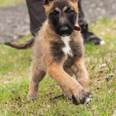 Belgian Laekenois Puppies from Chiens de Rafale