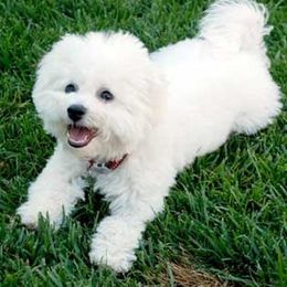 Bichon Frise Puppies from Legend Bichons
