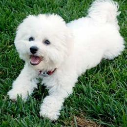 Bichon Frise Puppies from Legend Bichons