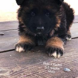 German Shepherd Puppies from Lost Creek German Shepherds LLC