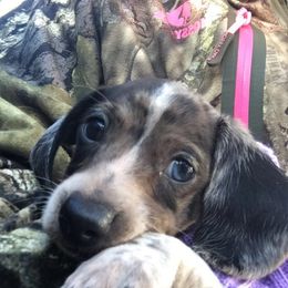 Dachshund Puppies from Crouchs Kennels & Rescue