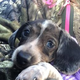 Dachshund Puppies from Crouchs Kennels & Rescue